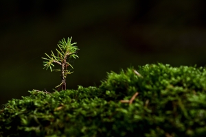 Naturalne odnowienie lasu a sadzenie