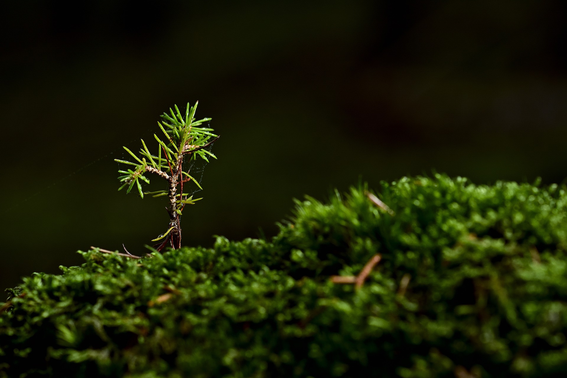 Naturalne odnowienie lasu a sadzenie